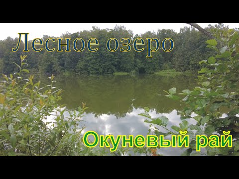 Видео: Окуневый рай! Рыбалка на лесном озере в Московской области!