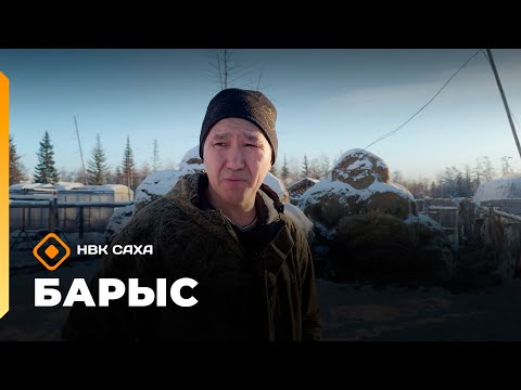 Видео: «Барыс»  (14.11.25)