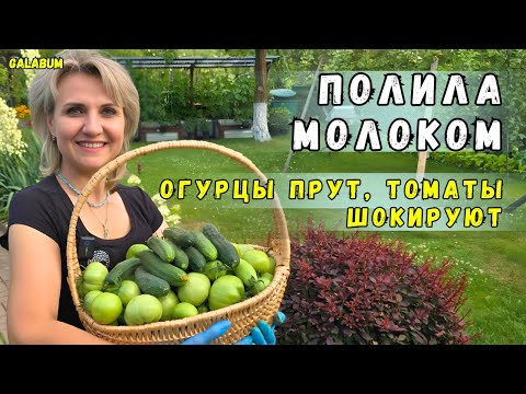 Видео: Подкармливаю МОЛОКОМ — И РВУ ОГУРЦЫ Ведрами / Всё из-за этой простой подкормки. @galabum