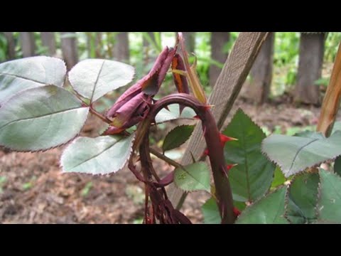 Видео: Розы. Вредители роз и борьба с ними.