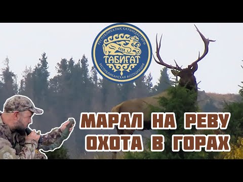 Видео: Марал на реву! Горная охота в горах . 