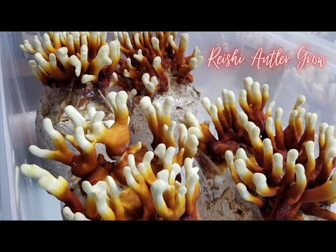 Видео: Советы по выращиванию рейши и субстрата, выращивание рейши в стиле оленьих рогов