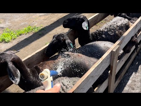 Видео: Спа обработка овец