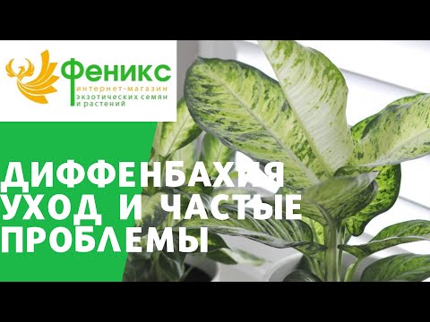 Видео: Диффенбахия уход и частые проблемы в содержании