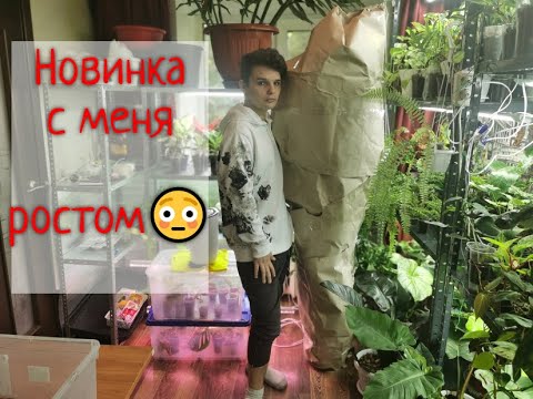 Видео: Самая ОГРОМНАЯ моя Новинка/Опять редкие папоротники/ Огромная аглаонема ПАВЛИН/ #flower and boy