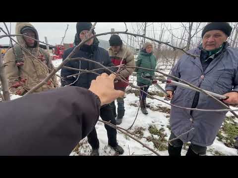 Видео: Обрезка интенсивного яблоневого сада посаженным саженцами типа Книп-Баум