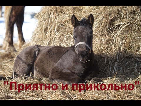 Видео: Воспитание жеребят. "Приятно и Прикольно"