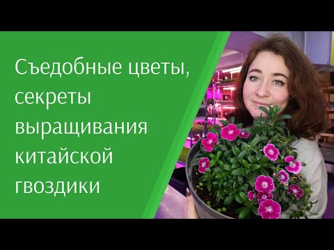 Видео: Съедобные цветы, как просто вырастить в домашних условиях. Гвоздика китайская - тренд для ресторанов