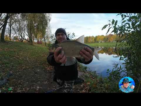 Видео: Не риболовля, а бiлий лебiдь...