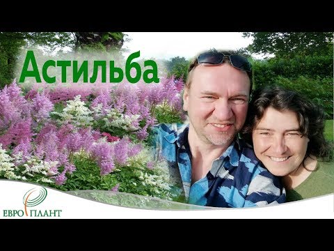 Видео: Астильба растение для тенистых уголков и не только.