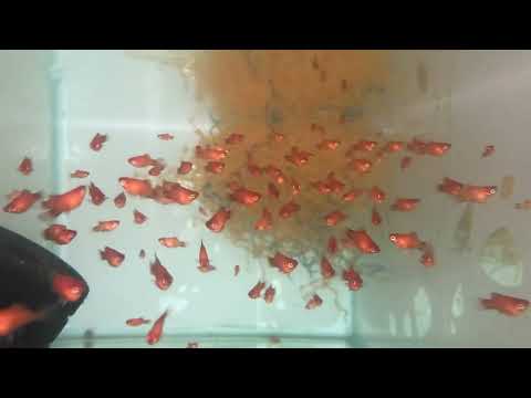 Видео: Обзор фермы аквариумных рыб, немного новостей.