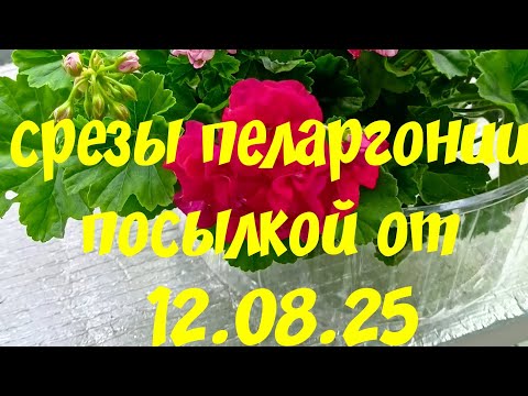 Видео: #Пеларгонии 🪴срезы🌱 посылкой📦
