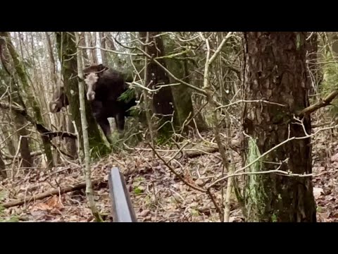 Видео: Охота на лося с лайкой . Крайняя лицензия 2024 года на лося закрыта .