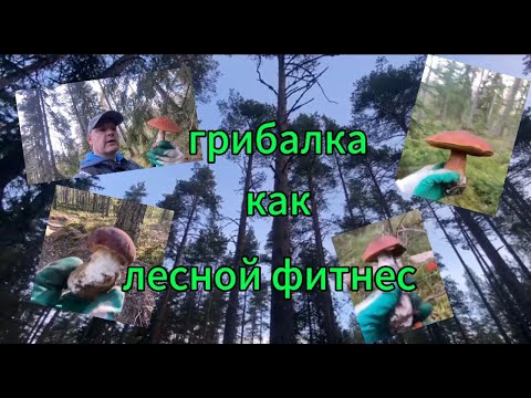 Видео: Грибалка под Выборгом. #mushroom #подосиновик #белыйгриб #