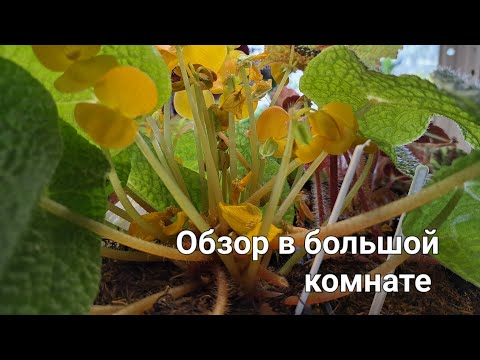 Видео: Прошлись по полочкам