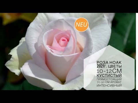 Видео: Пересадка розы 🌹 в горшок 🪴 НОАК 2021 A perfekt day Noack