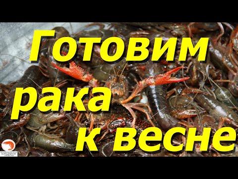 Видео: Готовим рачков Аккр зимой для высадки в летние пруды