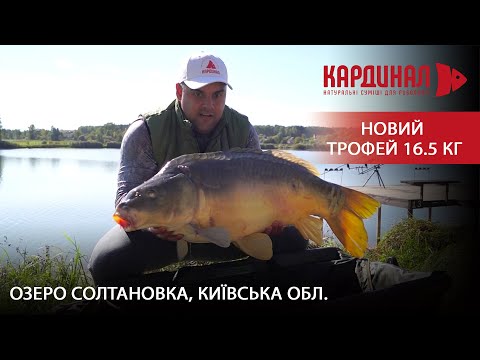 Видео: ЗЛОВИЛИ СПРАВЖНЬОГО ВЕЛЕТНЯ! Секрети успішного карпфішингу. Риболовний клуб Салтанівка.