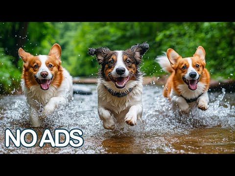 Видео: 12 Часов ТВ для Собак 🐶Музыка от Тревоги Разлуки💖Расслабляющая Музыка для Собак