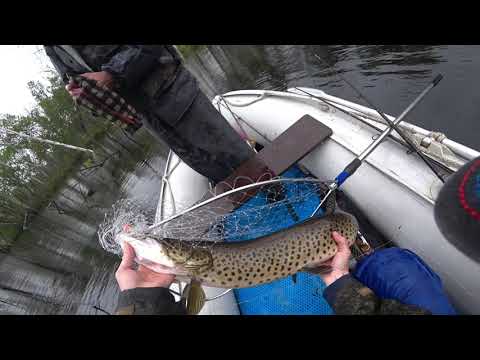 Видео: Трофеи затопленного леса.2022.(1)