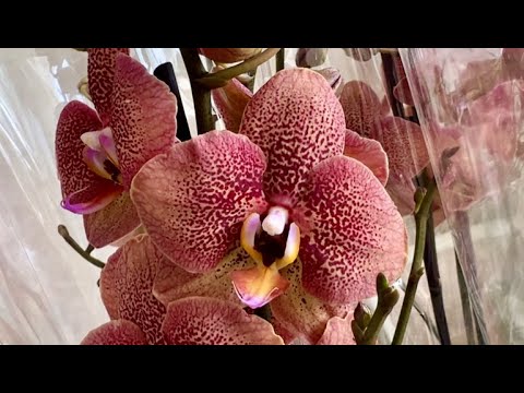 Видео: Приехали орхидеи. Тулон, Чармер, Фабрики, Фронтера бабочка, Пират Пикоти бабочка и пелор ...