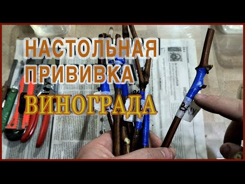 Видео: ТРИ способа настольной ПРИВИВКИ, которые сможет сделать каждый.