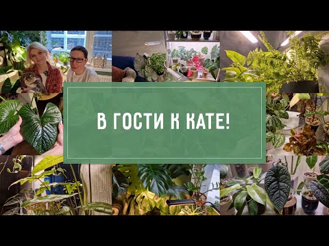 Видео: АЙДА В ГОСТИ к Кате! ОБЗОР РАСТЕНИЙ фотографа!