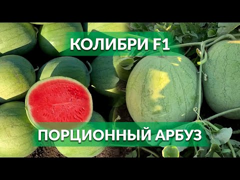 Видео: КОЛИБРИ F1 - ПОРЦИОННЫЙ ГИБРИД!