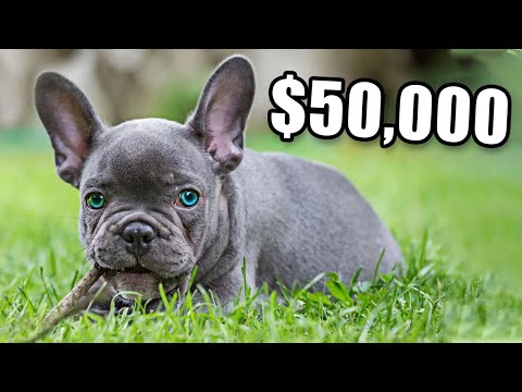 Видео: Почему французские бульдоги такие дорогие?