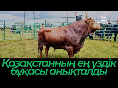 Видео: Қазақстанның ең үздік бұқасы анықталды