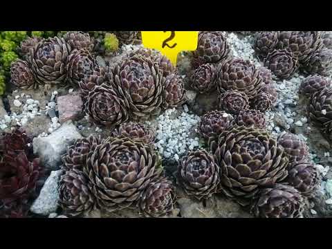 Видео: Как перезимовали мои уличные суккуленты 🌸🌿май 2025г