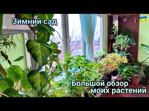 Видео: Обзор растений в зимнем саду.