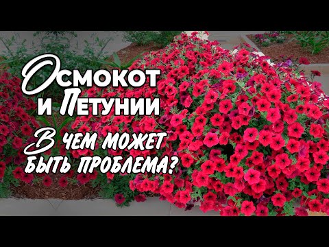 Видео: Удобрение Осмокот для петуний. Может ли Осмокот сжигать корни?