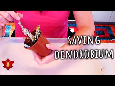 Видео: Как спасти увядающую орхидею дендробиум — руководство для опытных цветоводов