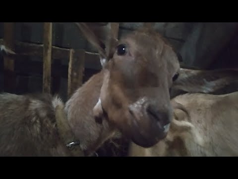 Видео: Можно ли определить беременность у козы, признаки приближающихся родов.