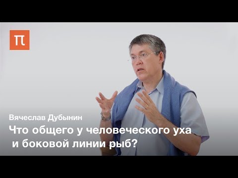 Видео: Внутреннее ухо и волосковые рецепторы — Вячеслав Дубынин