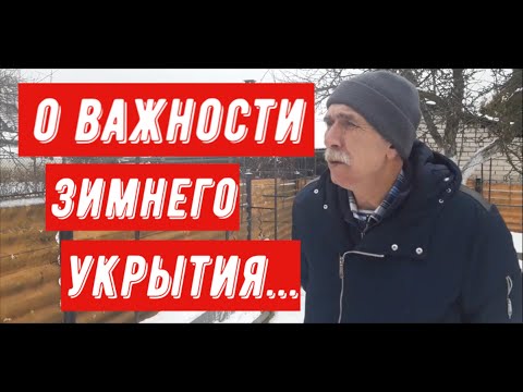 Видео: О важности укрытия винограда на зиму
