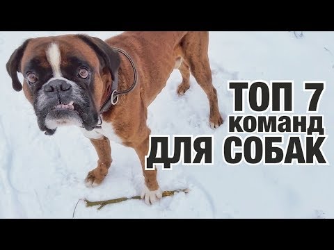 Видео: ТОП 7 ВАЖНЫХ КОМАНД ДЛЯ ВСЕХ СОБАК!