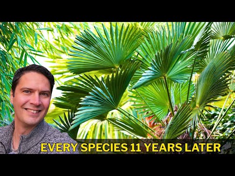 Видео: Все виды Trachycarpus от А до Я 2025