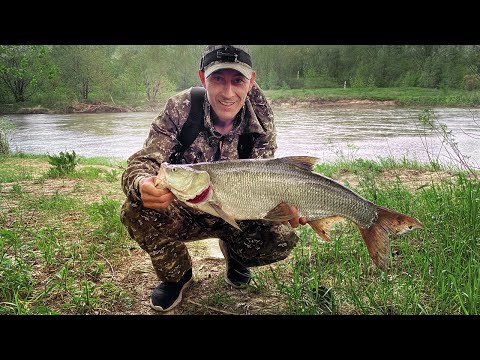 Видео: Огромные жерехи, злые щуки и просто красивая природа. Воблеры - Zipbaits rigge 56, Aquatic Ronin CY