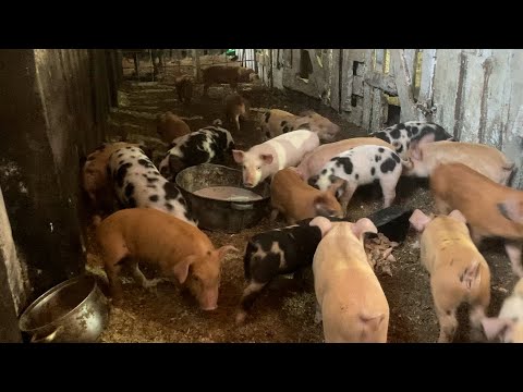 Видео: Январь-Апрель 2025. Купили автоклав. Опоросы 2025. Новые щенки. Юный новый хрячек. И прочее...