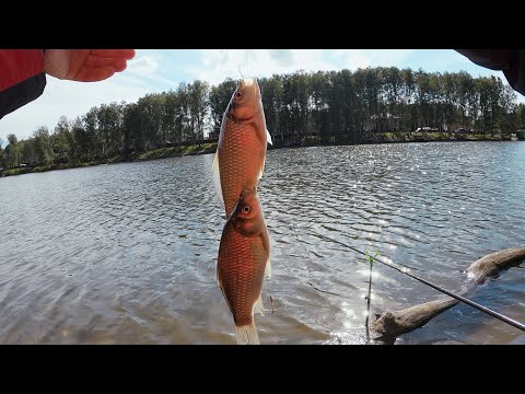 Видео: Активный клев карася на поплавок! Херабуна в деле  | Рыбалка с Fishingsib