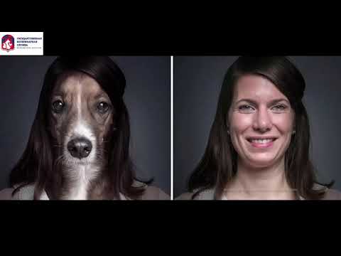 Видео: 2. Техника безопасности обращения с безнадзорными животными.