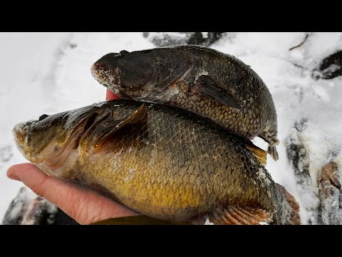 Видео: ГОЛОДНЫЕ РОТАНЫ - КАБАНЫ СОШЛИ С УМА И ЗАЖИГАЮТ!!! ЭТО СКАЗКА, А НЕ РЫБАЛКА!