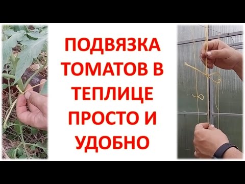 Видео: Подвязка томатов простым способом. Уход за томатами в теплице. Как подвязать томаты. Помидоры.