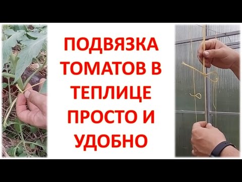 Видео: Подвязка томатов простым способом. Уход за томатами в теплице. Как подвязать томаты. Помидоры.