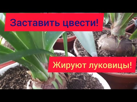 Видео: Новый этап в жизни ГИППЕАСТРУМОВ! Зимовка.