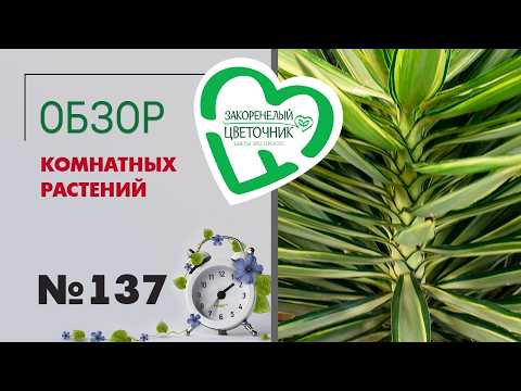 Видео: Папоротники, аглаонемы, орхидеи, кодиеумы, бонсаи, хищные и ампельные растения. Обзор поставки.