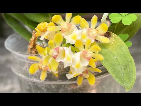Видео: Обзор моей коллекции. Заключительная часть)