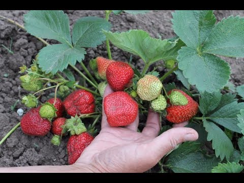 Видео: Ремонтантная клубника - особенности выращивания